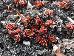 03C A Red Plant Close Up On Bylot Island On Day 3 Of Floe Edge Adventure Nunavut Canada